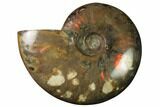 Flashy Red Iridescent Ammonite #155267-1